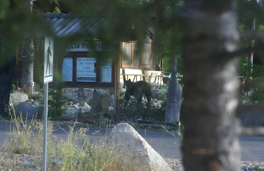 Alpenglow Bed And Breakfast-1